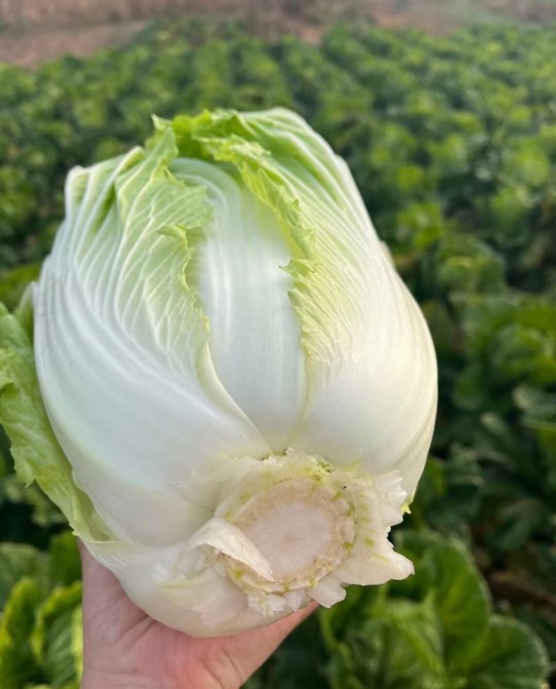 牛张家口黄心白菜净重4-6斤无虫眼无烧心产地直发