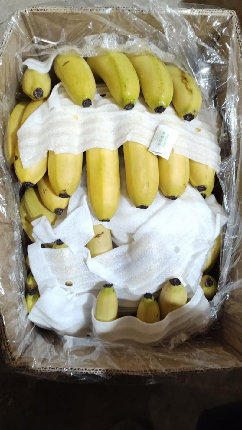 香蕉批发云南蕉广西蕉口感好无硬心无黑心常年全国发货