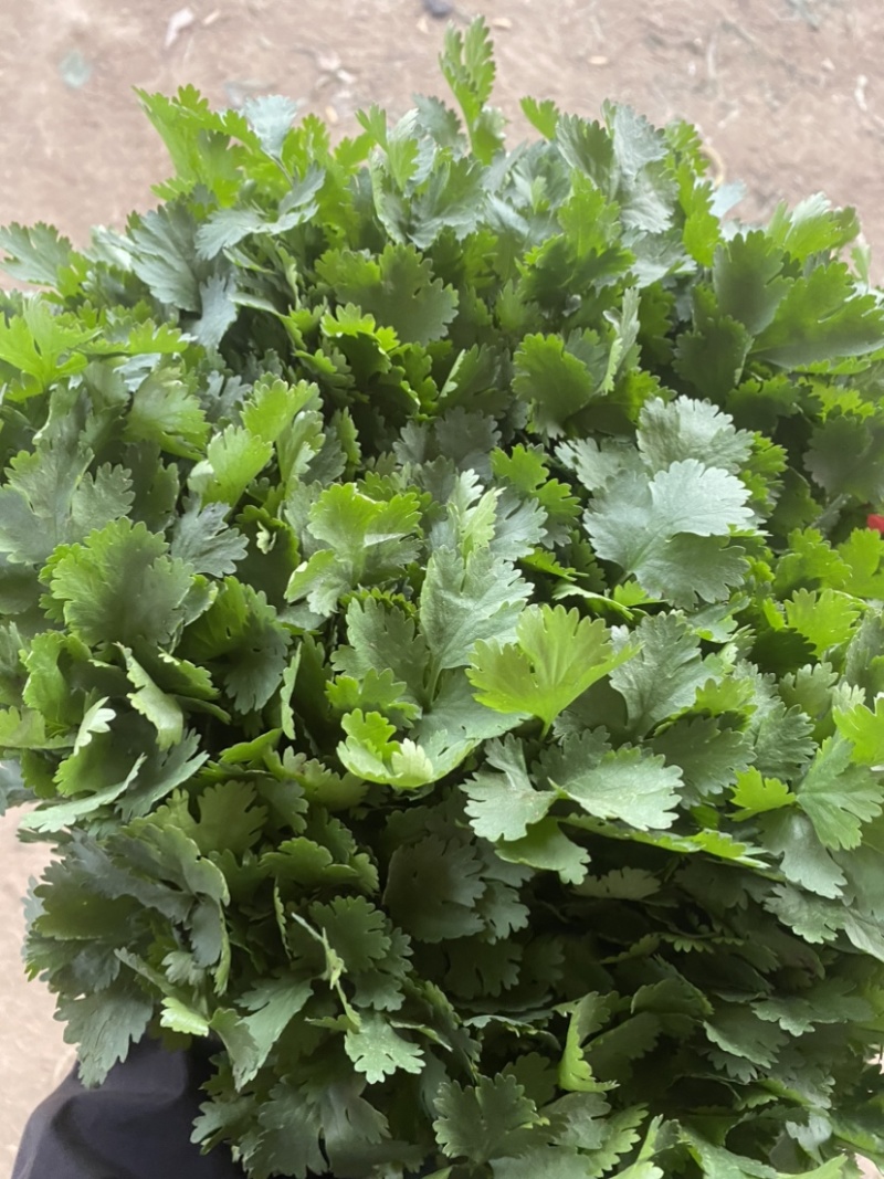 精品大叶香菜，大量有货，产地直发。20-30厘米