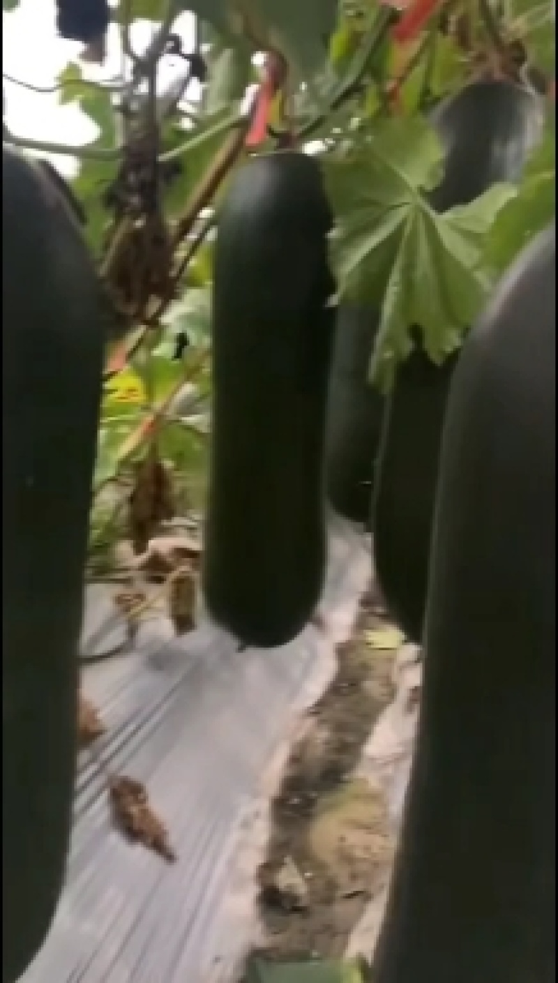 海南吊瓜