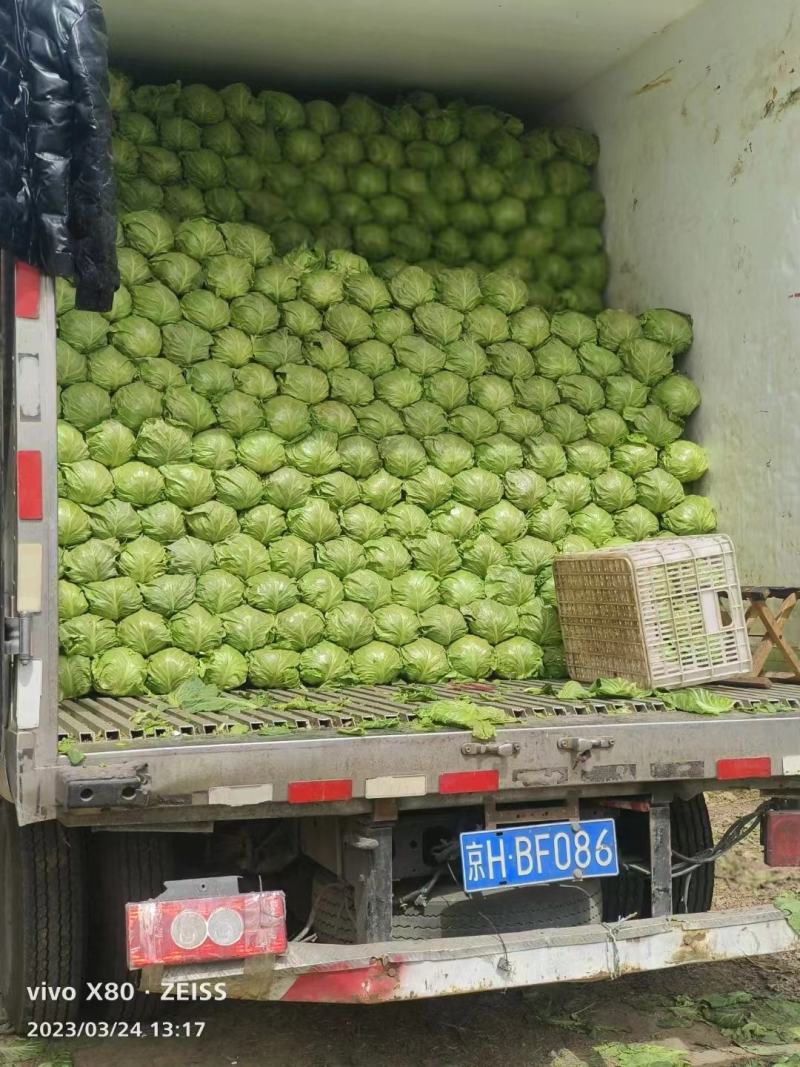 甘蓝精品好品种甘蓝，全国可发货，本地甘蓝，物美价优