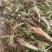 龙胆草又叫山地龙产地直发一手货源质量上乘量大优惠