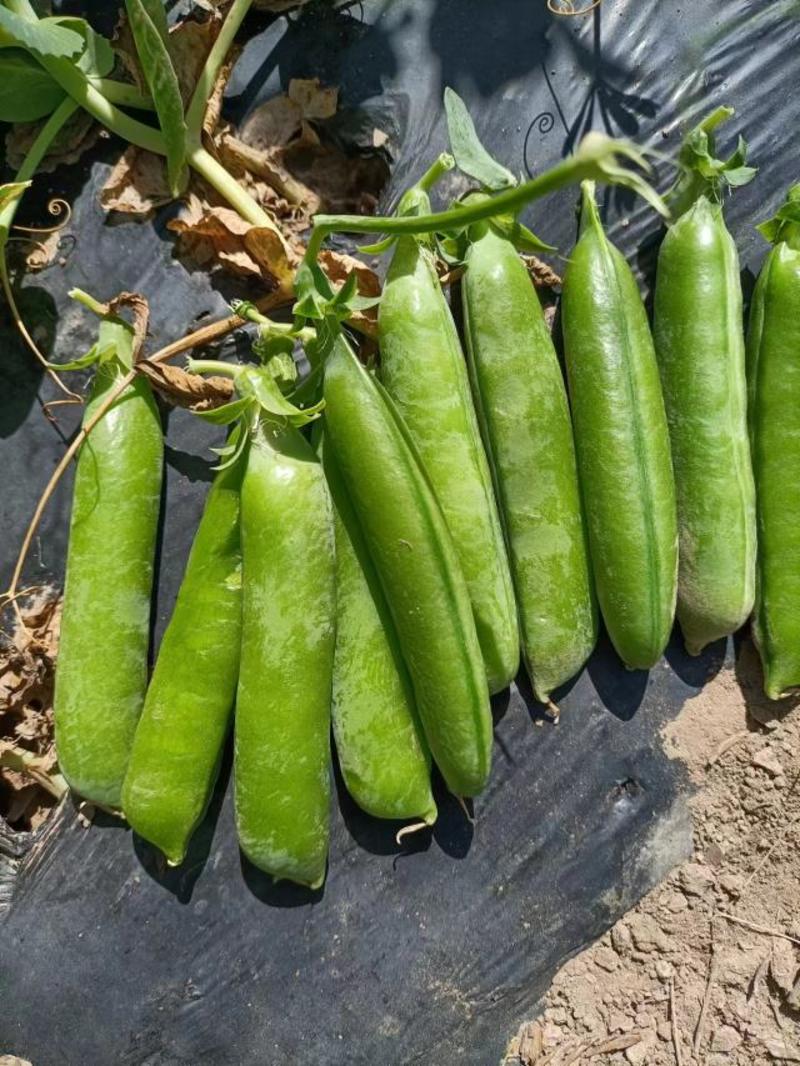 青豌豆荚大量上市，颗粒饱满，货源充足，基地直发，欢迎选购
