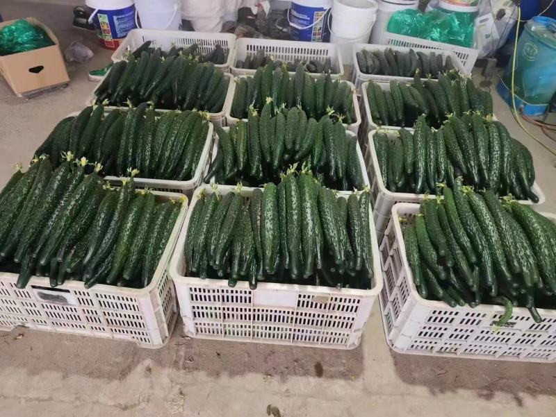 密刺黄瓜产地现摘现发对接批发市场商超各大电商平台