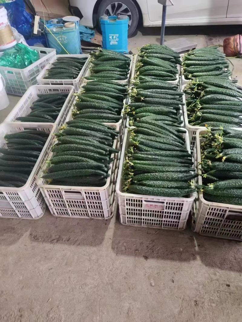 密刺黄瓜产地现摘现发对接批发市场商超各大电商平台