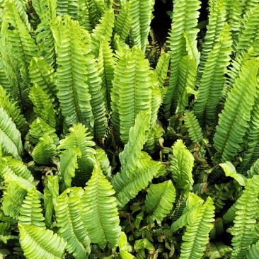 肾蕨