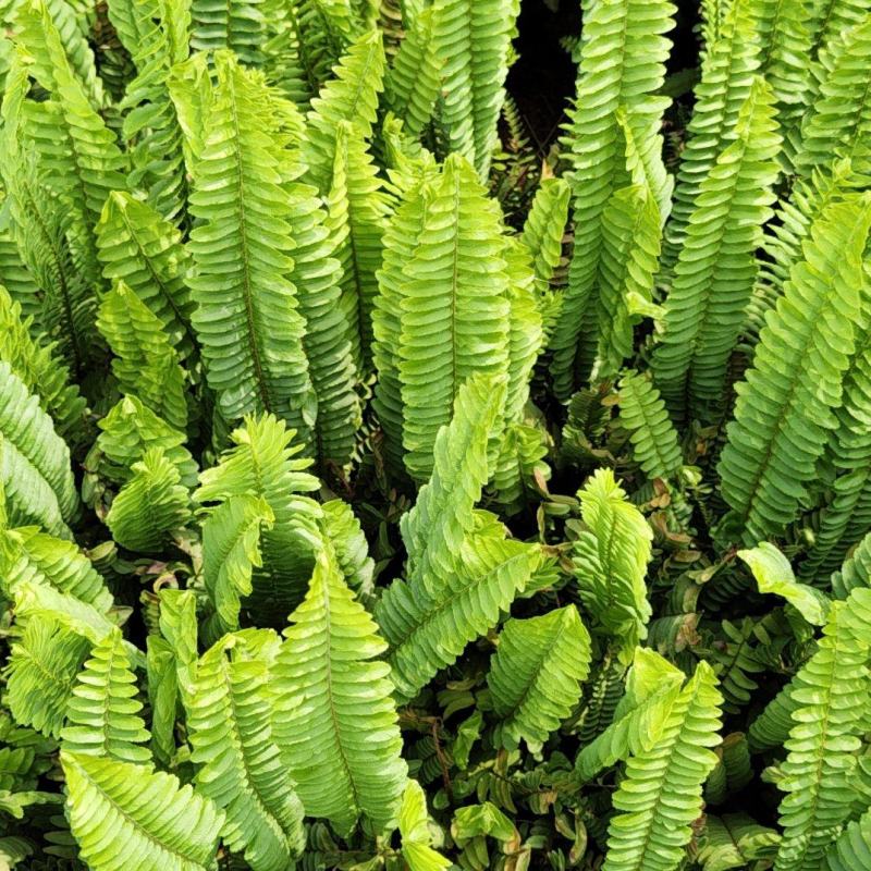 肾蕨