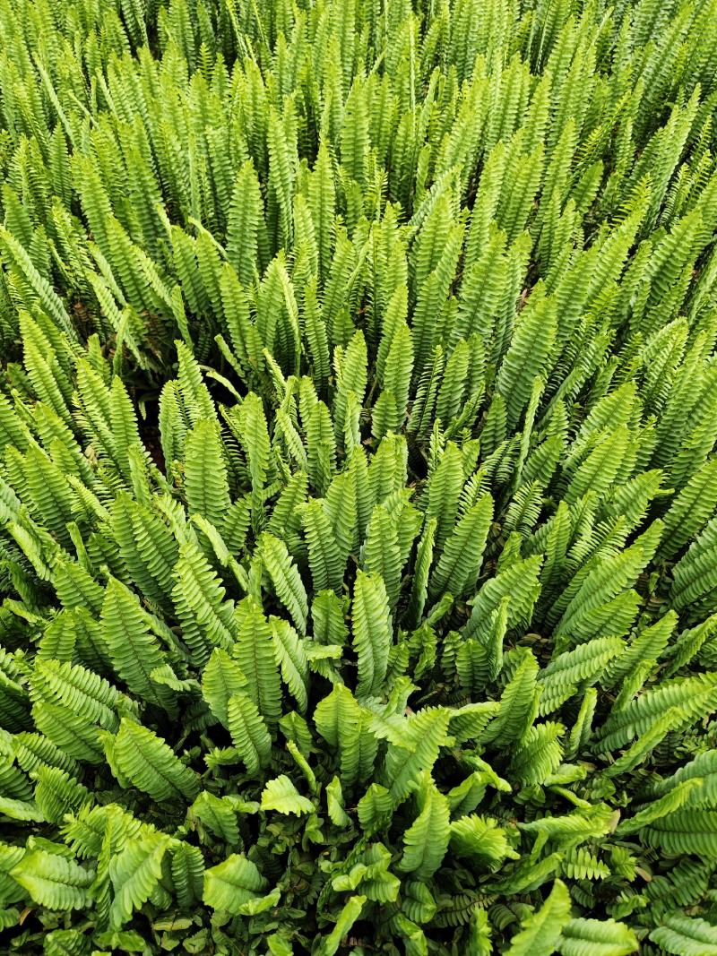 肾蕨