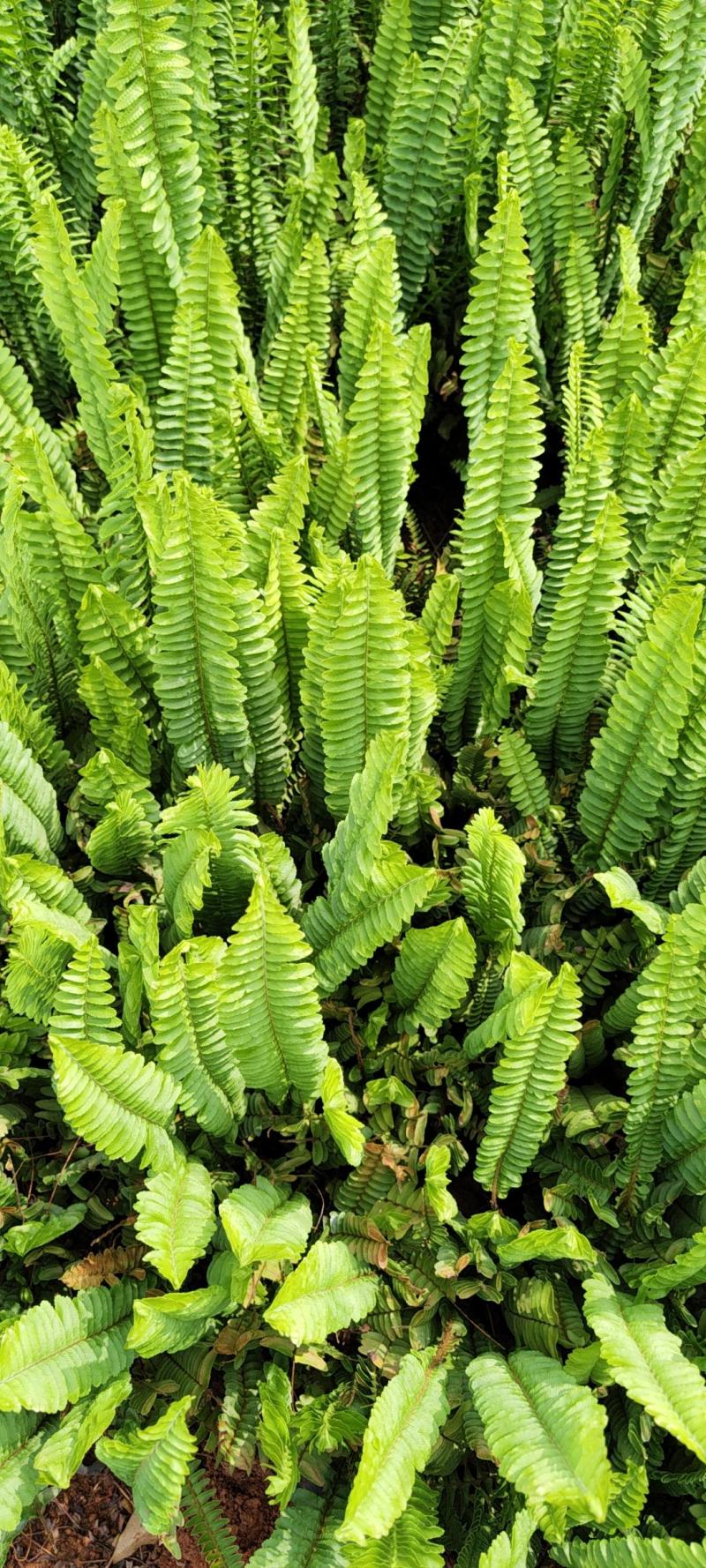 肾蕨