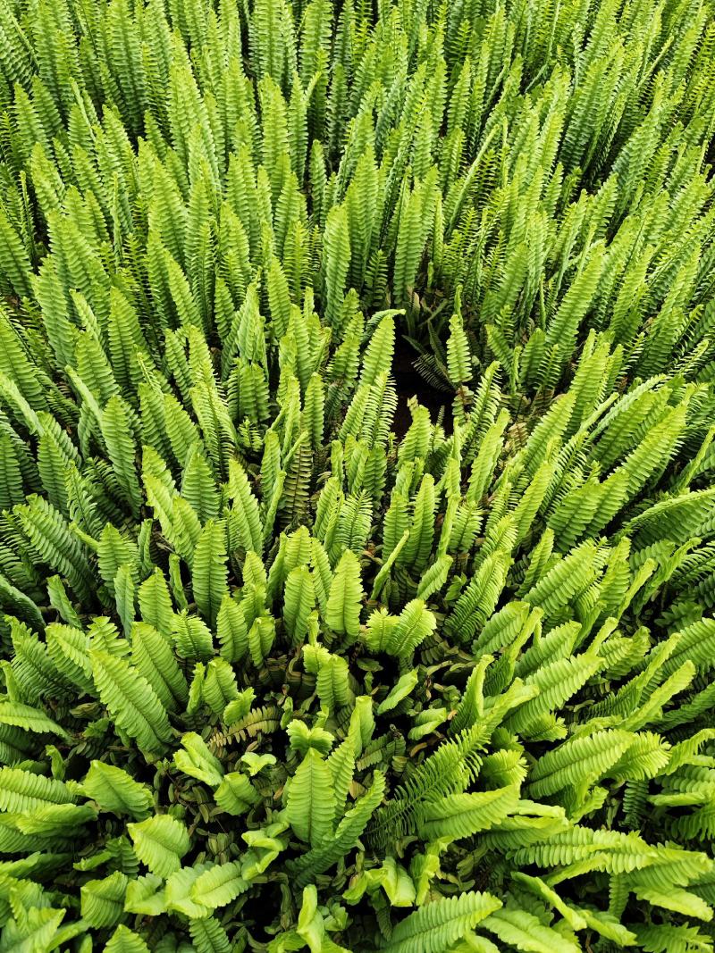 肾蕨