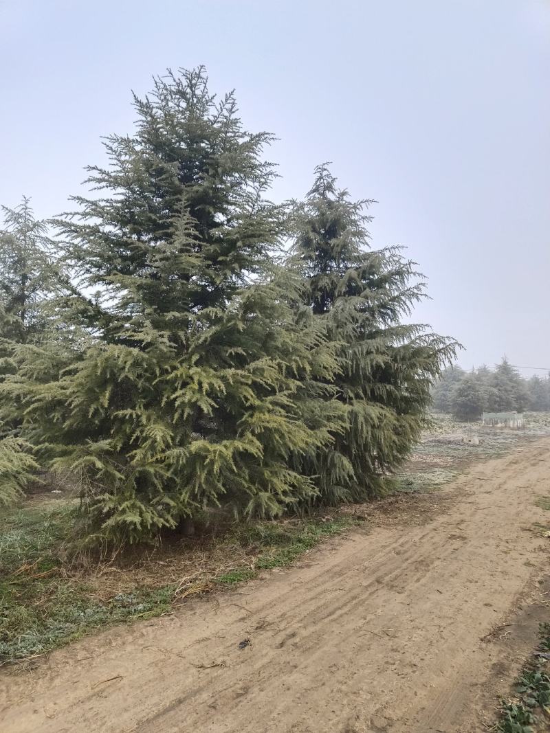 5米雪松松树外形优美带土发货成活率高产地供货协助装车