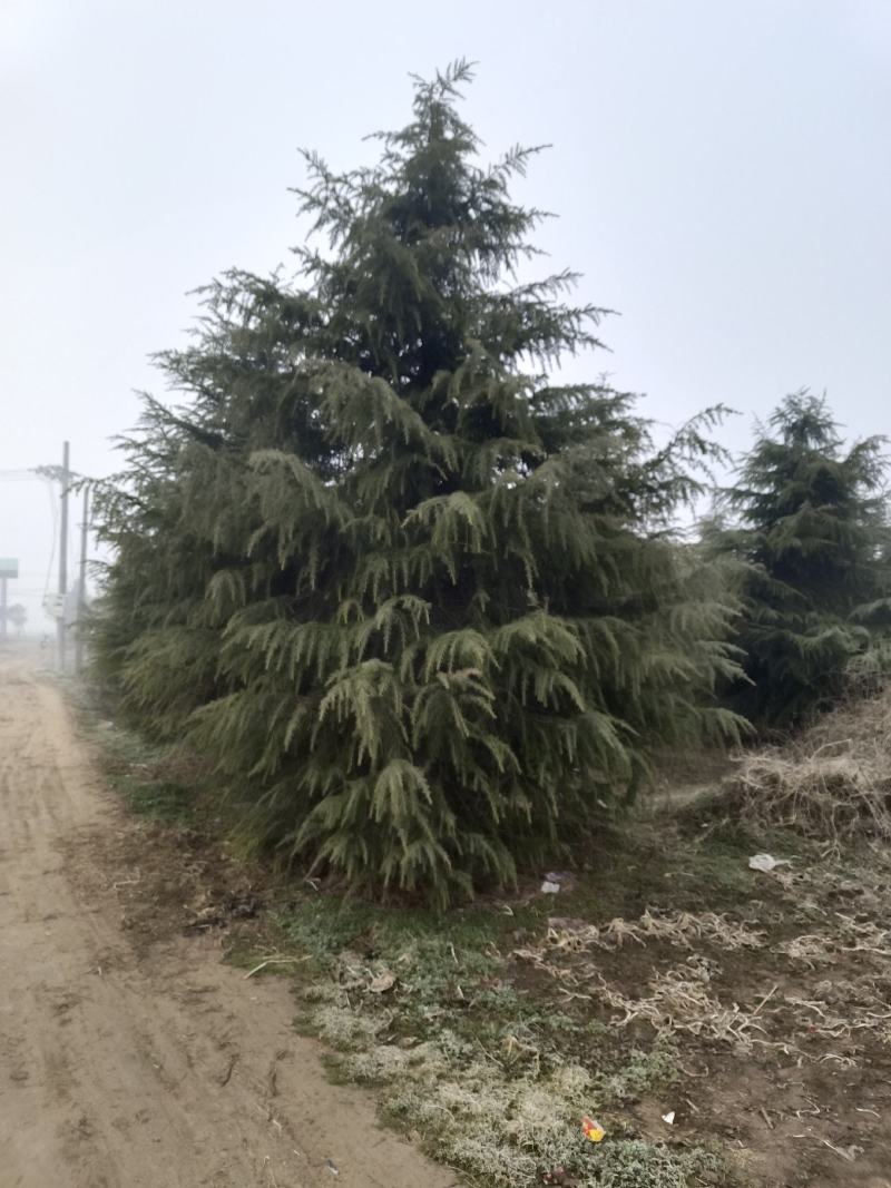 5米雪松松树外形优美带土发货成活率高产地供货协助装车