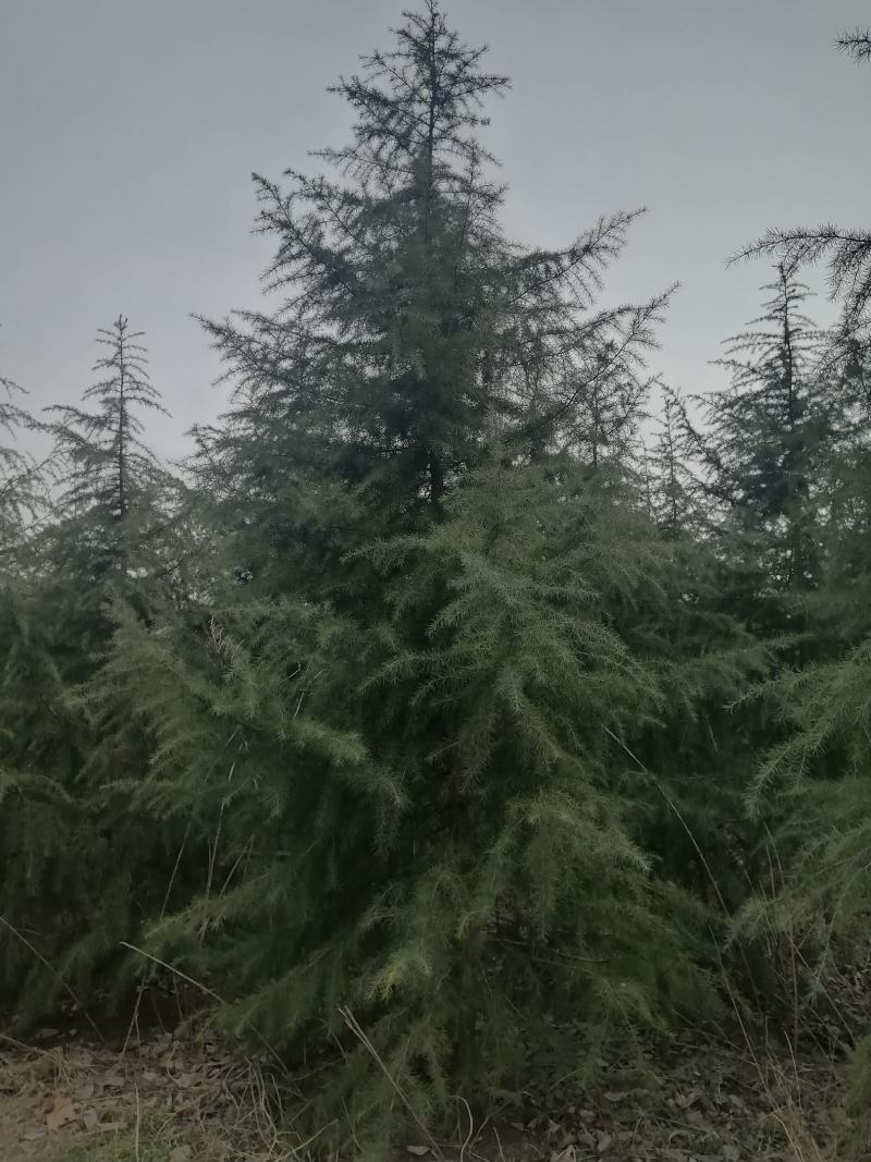 5米雪松松树外形优美带土发货成活率高产地供货协助装车