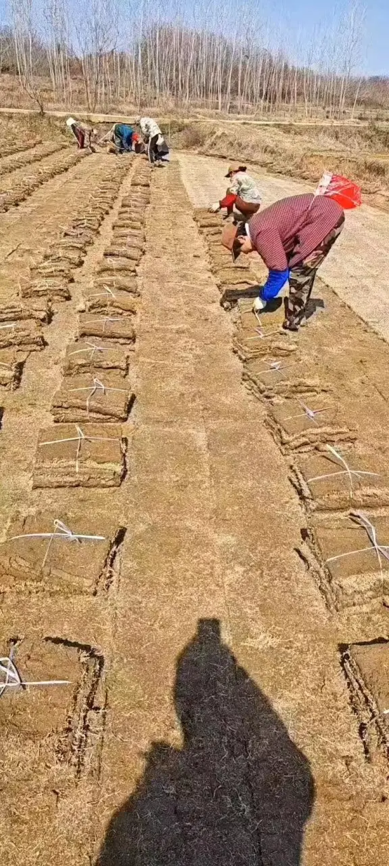 草坪草马尼拉草坪基地直供量大优惠全国发货来电咨询