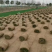 草坪草马尼拉草坪大量供应中量大优惠销往全国来电