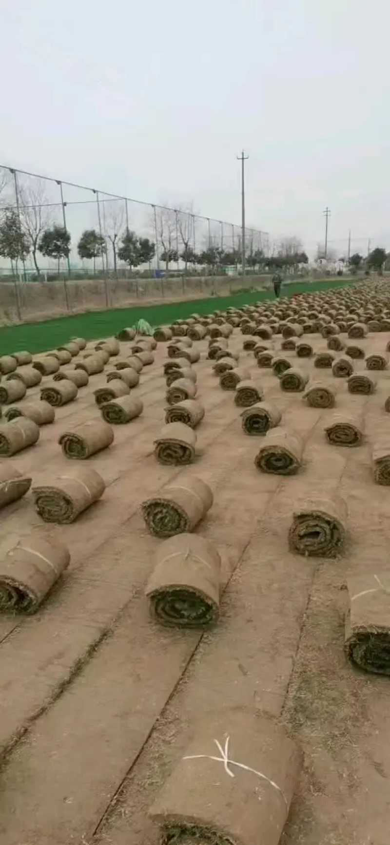草坪草马尼拉草坪大量供应中量大优惠销往全国来电