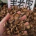 中药材黑老虎小钻新货货源充足批发零售保证质量