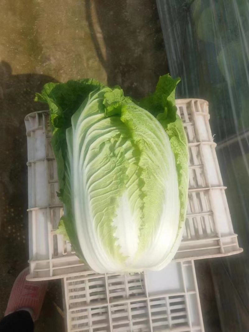 【牛】河北白菜张家口黄心白菜产地直发诚信经营