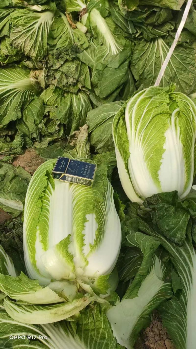 【牛】河北白菜张家口黄心白菜产地直发诚信经营
