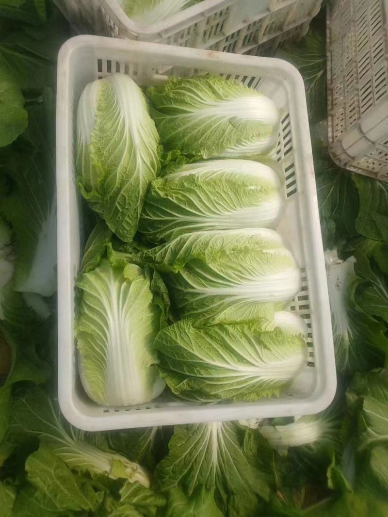 【牛】河北白菜张家口黄心白菜产地直发诚信经营