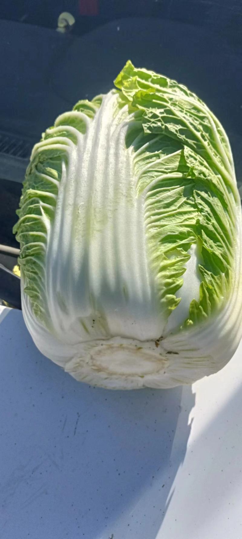 【牛】河北白菜张家口黄心白菜产地直发诚信经营