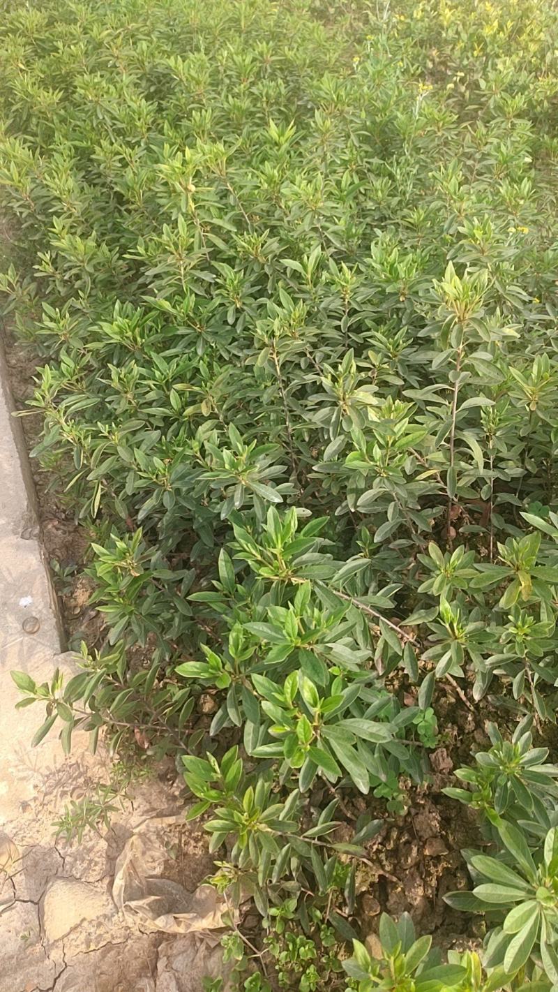 【毛杜鹃】色块苗杜鹃，杜鹃球成活率高基地供货