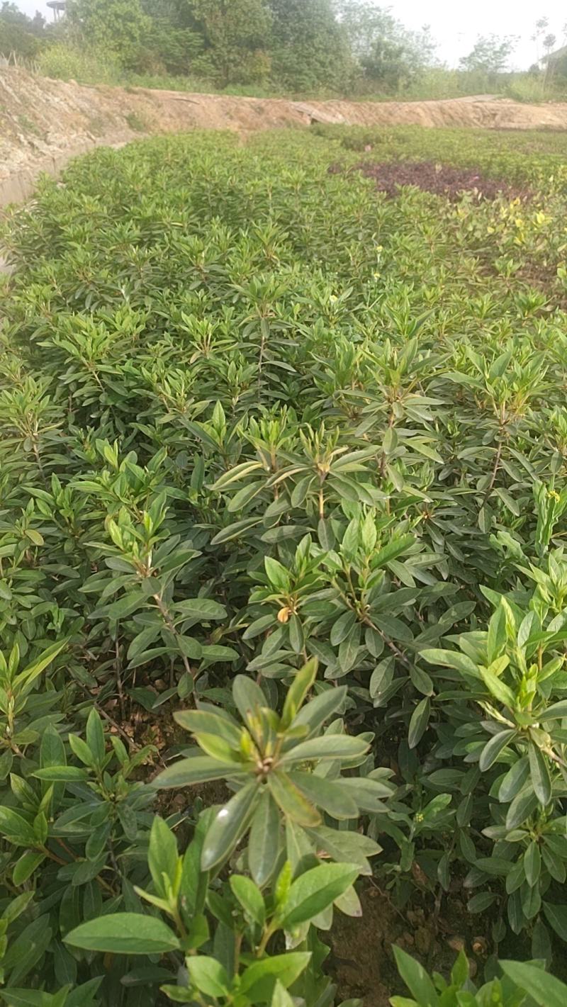 【毛杜鹃】色块苗杜鹃，杜鹃球成活率高基地供货