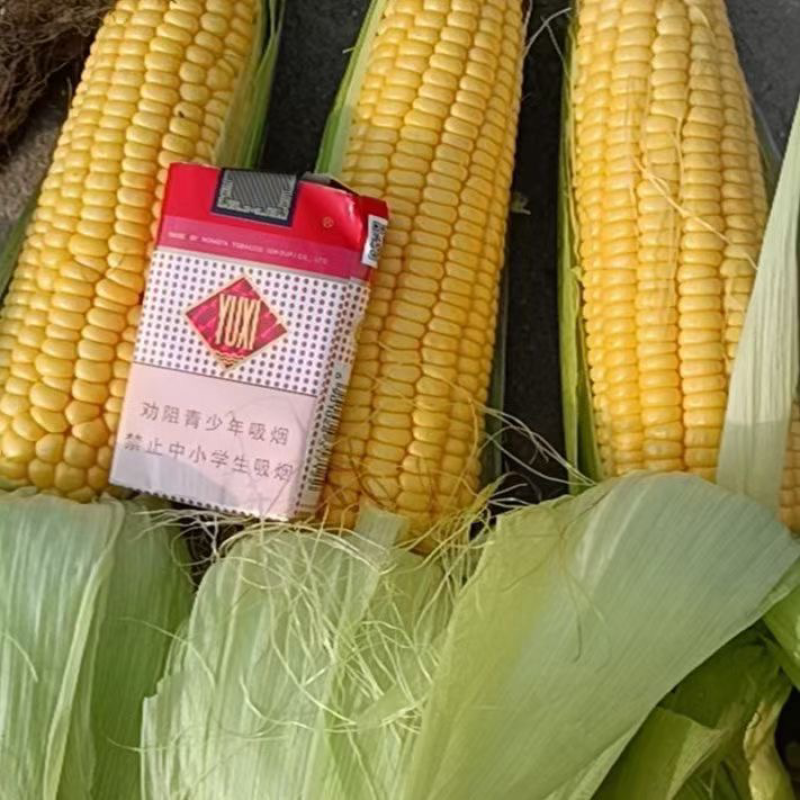玉米甜玉米糯玉米水果玉米万糯2000太阳花