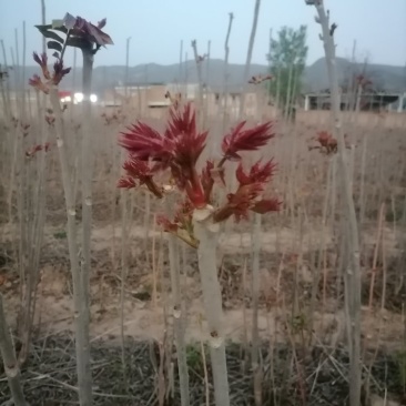 山西红香椿