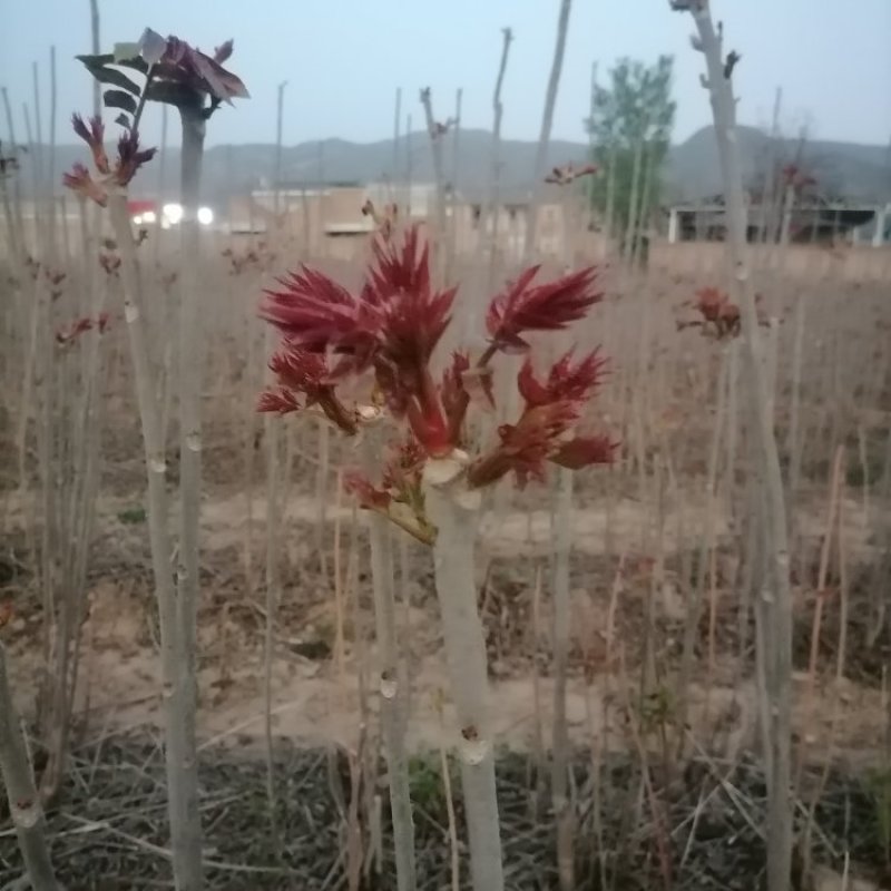 山西红香椿