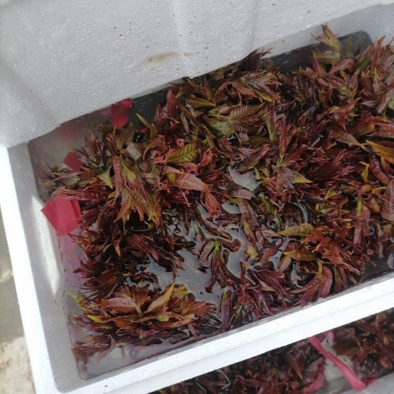 山西红香椿