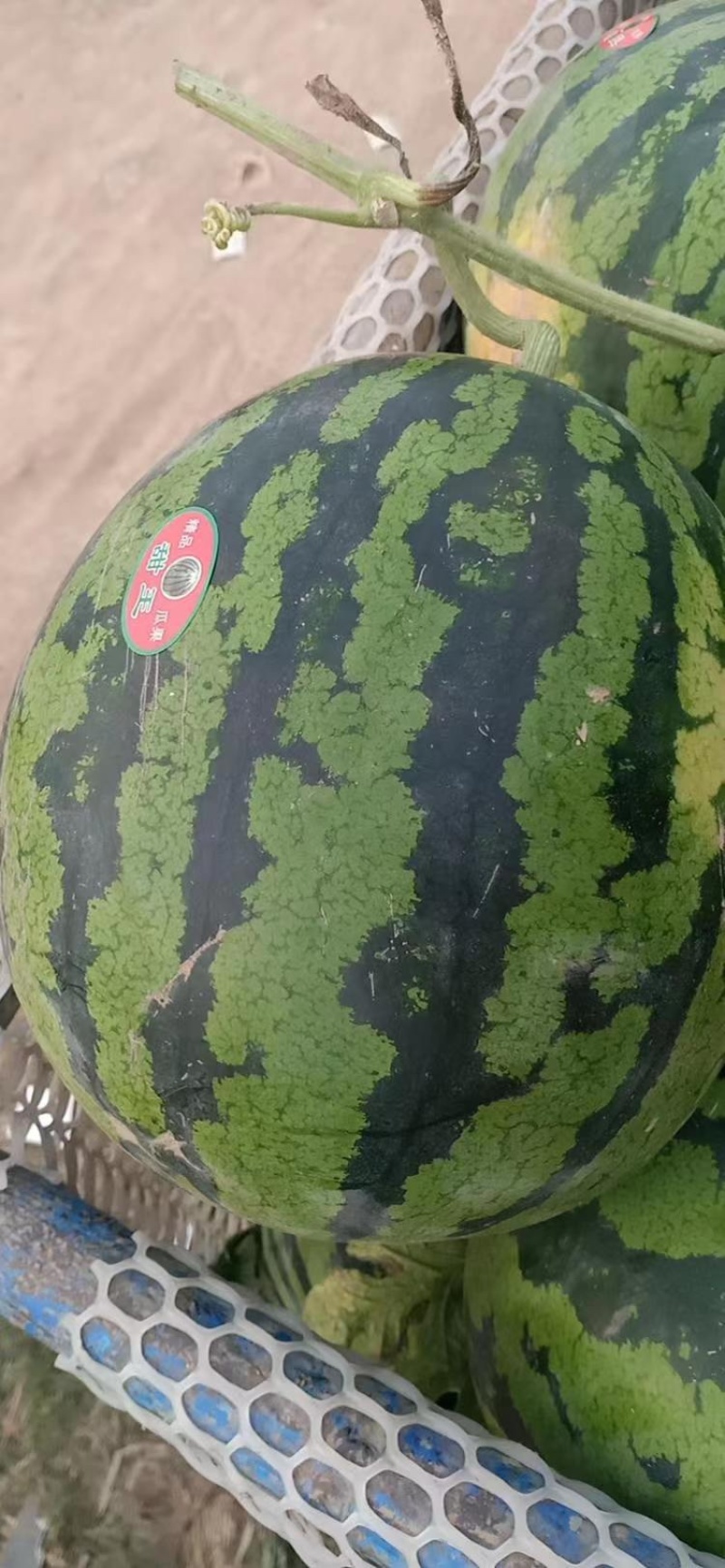 甜王西瓜大量供应，一手货源，产地直发，价格优惠，欢迎采购