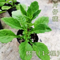 片仔癀草苗盆栽白凤菜苗盆栽绿植可食用蔬菜清凉解毒香草植