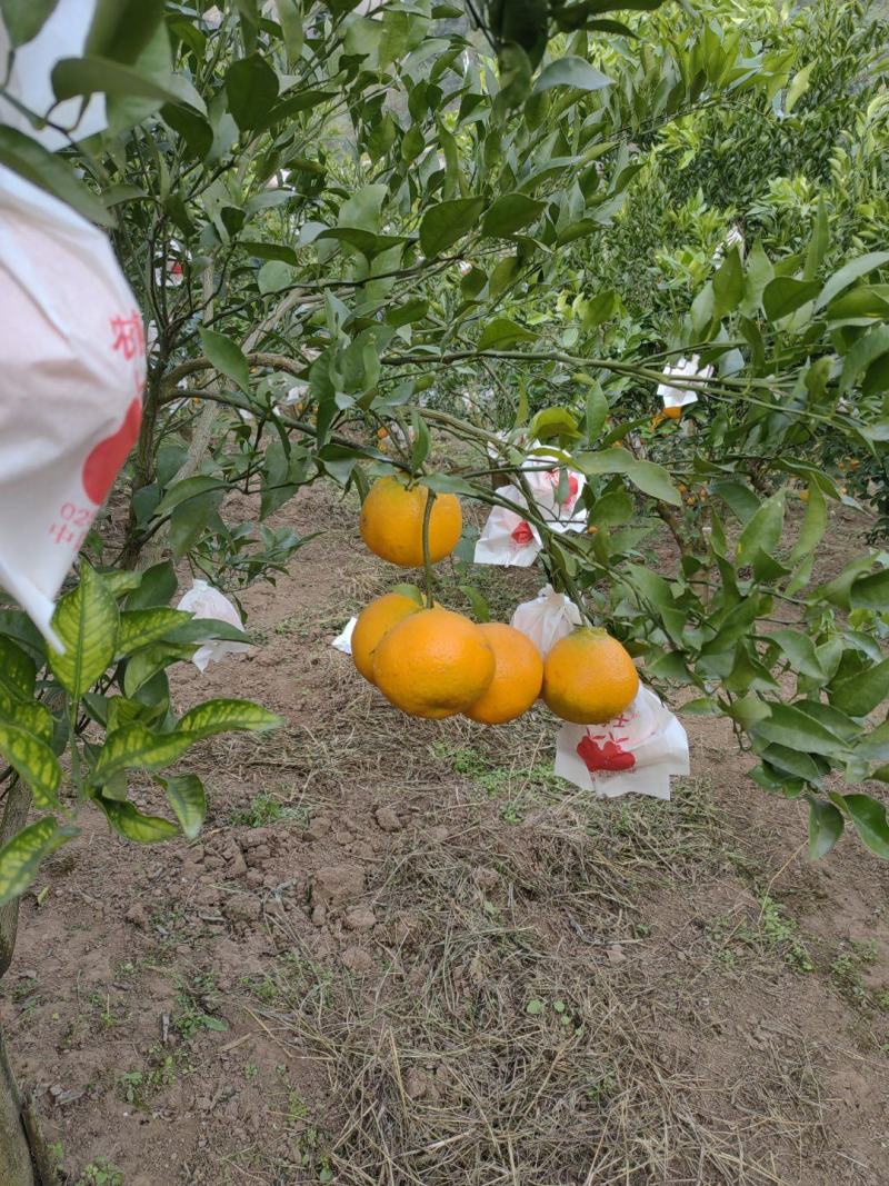 重庆万州长江边耙耙柑、无冻伤无干水