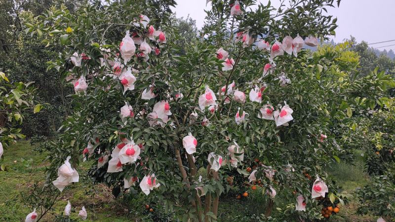 重庆万州长江边耙耙柑、无冻伤无干水