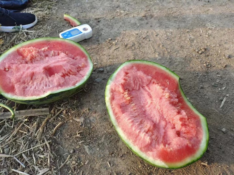 甘美4k大量供应，产地直发一手货源，可视频看货