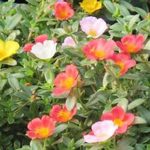 马齿笕太阳花阔叶单瓣观花品种耐热超长花期好养活阳台庭院造