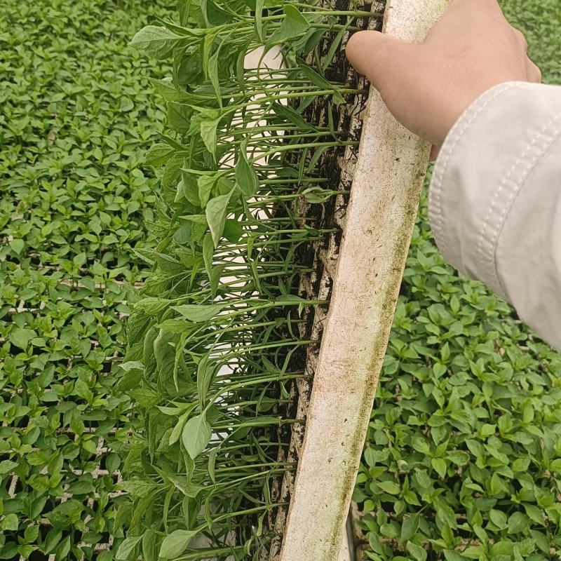 辣椒苗