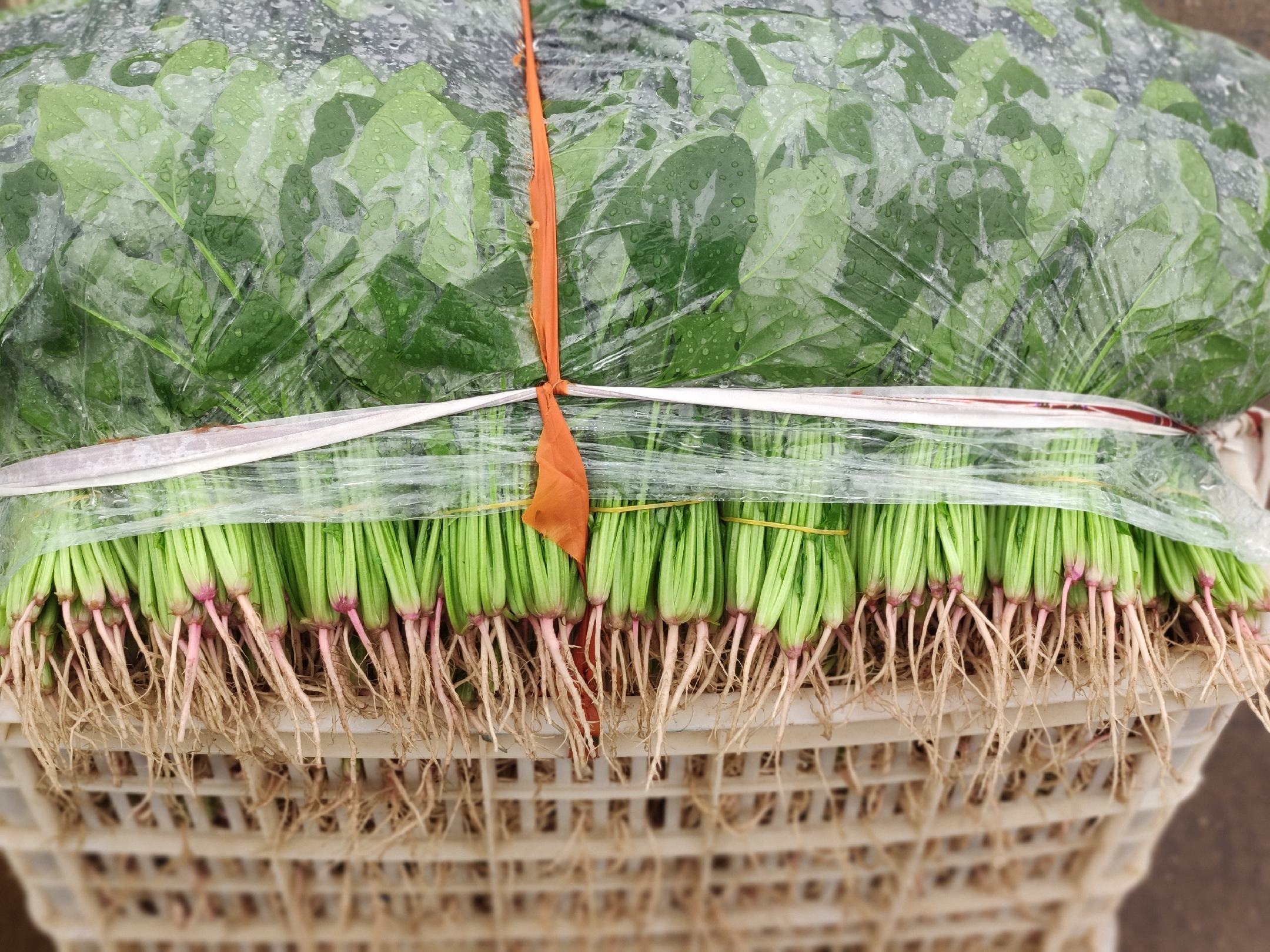 打包完成的大叶菠菜整齐码放在塑料筐中,每捆用透明食品级薄膜包裹,标签注明‘新鲜菠菜·今日采摘’,背景为冷链物流车内部,温控显示屏显示温度为4℃,工作人员正在进行装车作业 大叶菠菜包装与冷链运输场景