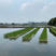 优质泥鳅苗出售，四川大型养殖基地，现货直发，免费指导技术