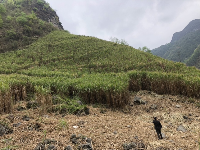 【甜象草】多年生牧牛草王巨菌草种节红象草种节甜象草皇竹草