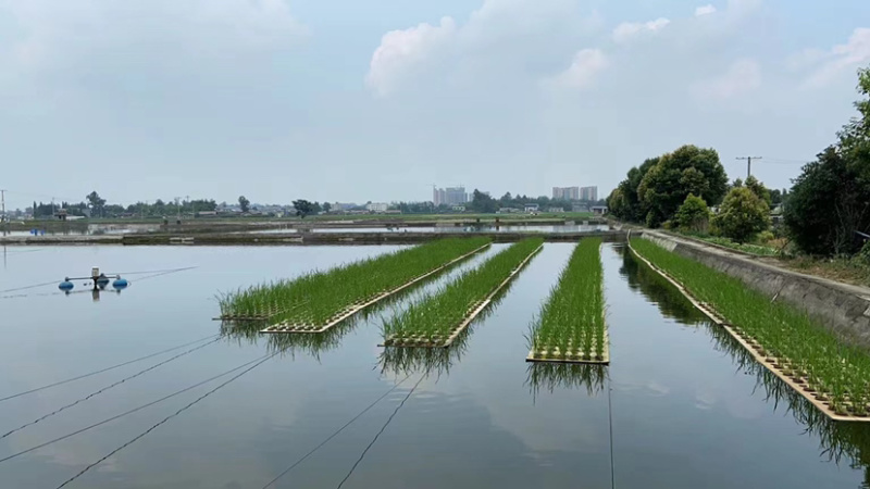 黄颡鱼苗，源头孵化养殖基地现货直发，可提供技术，量大从优