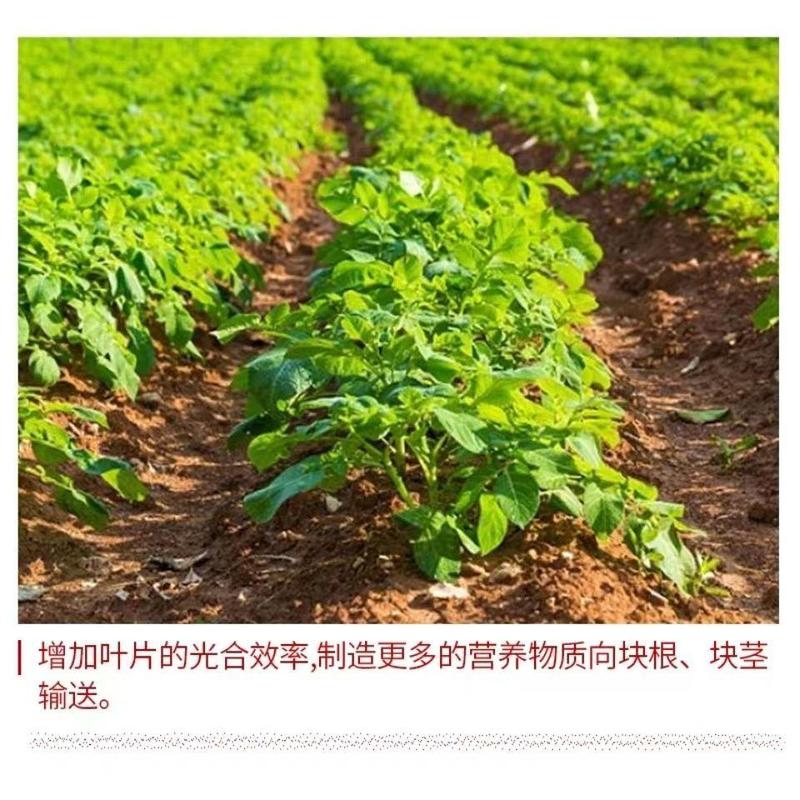 60%氯化胆碱生长调节剂根块茎膨大增产红薯花生大蒜药材农