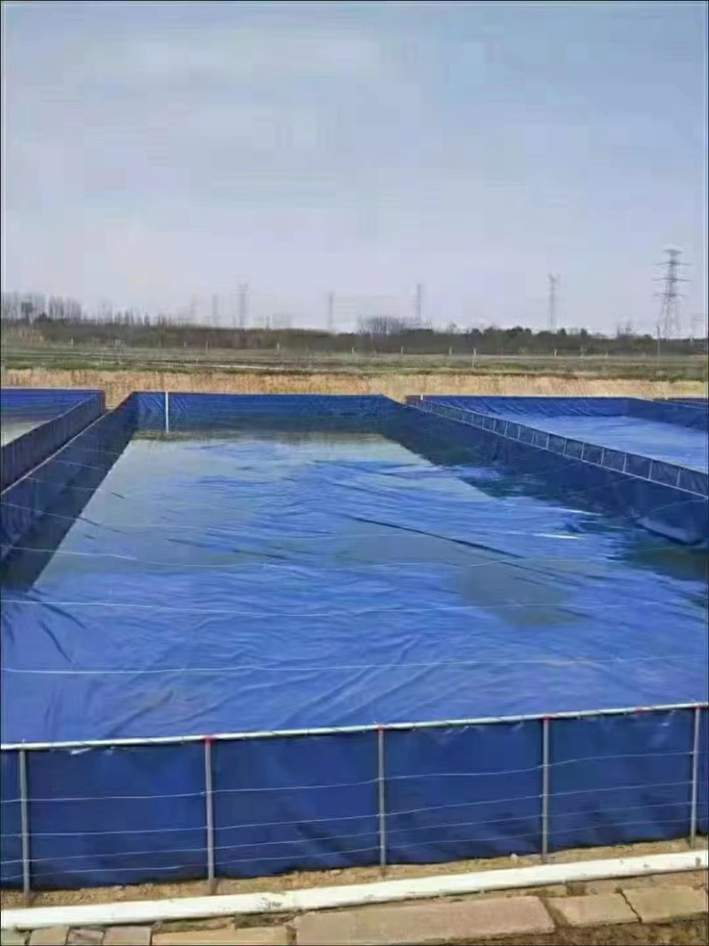 中科3号鲫鱼苗，即将上市，欢迎预定，量大从优