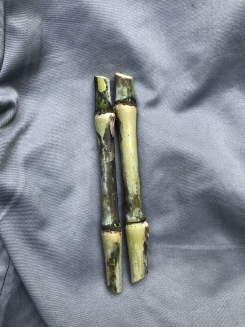 高产5号巨菌草种节牧草四季常青亩产35吨年收割4/6次