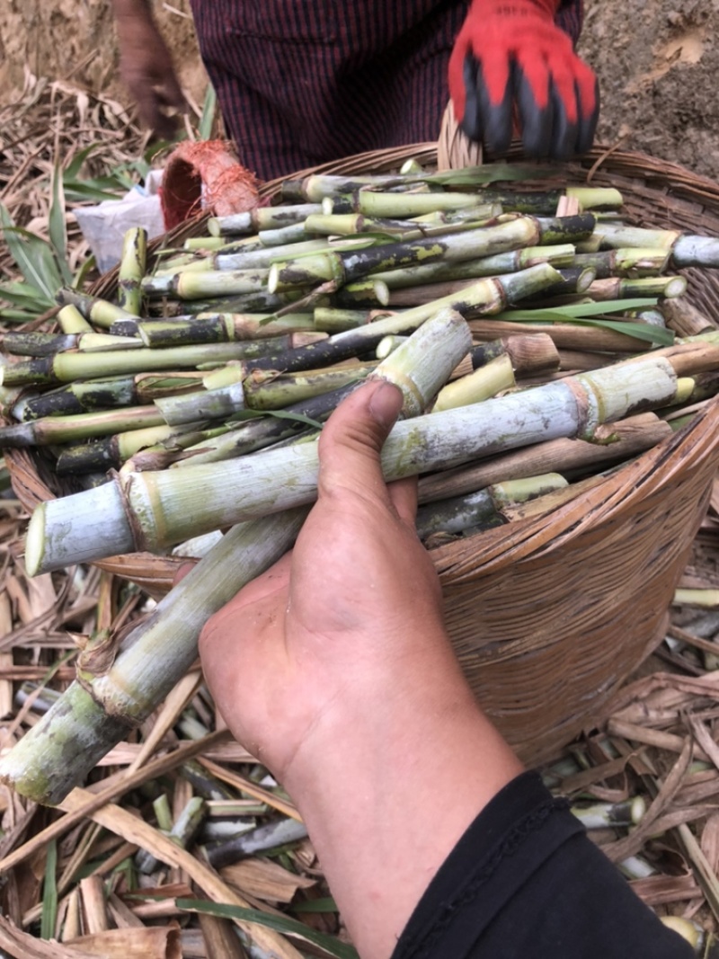 高产5号巨菌草种节牧草四季常青亩产35吨年收割4/6次