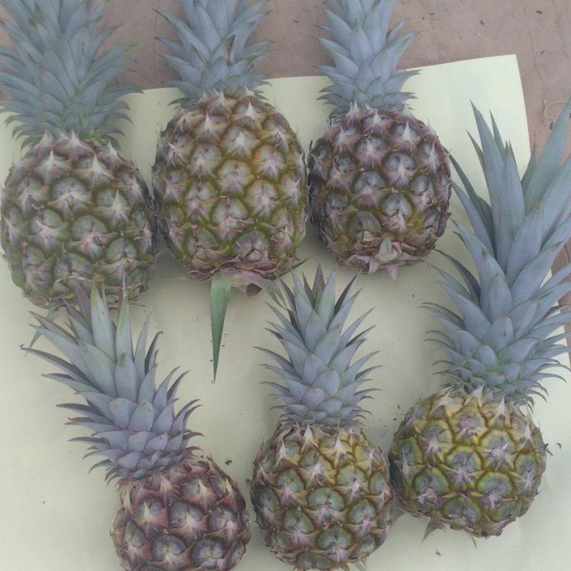 牛奶凤梨电商果