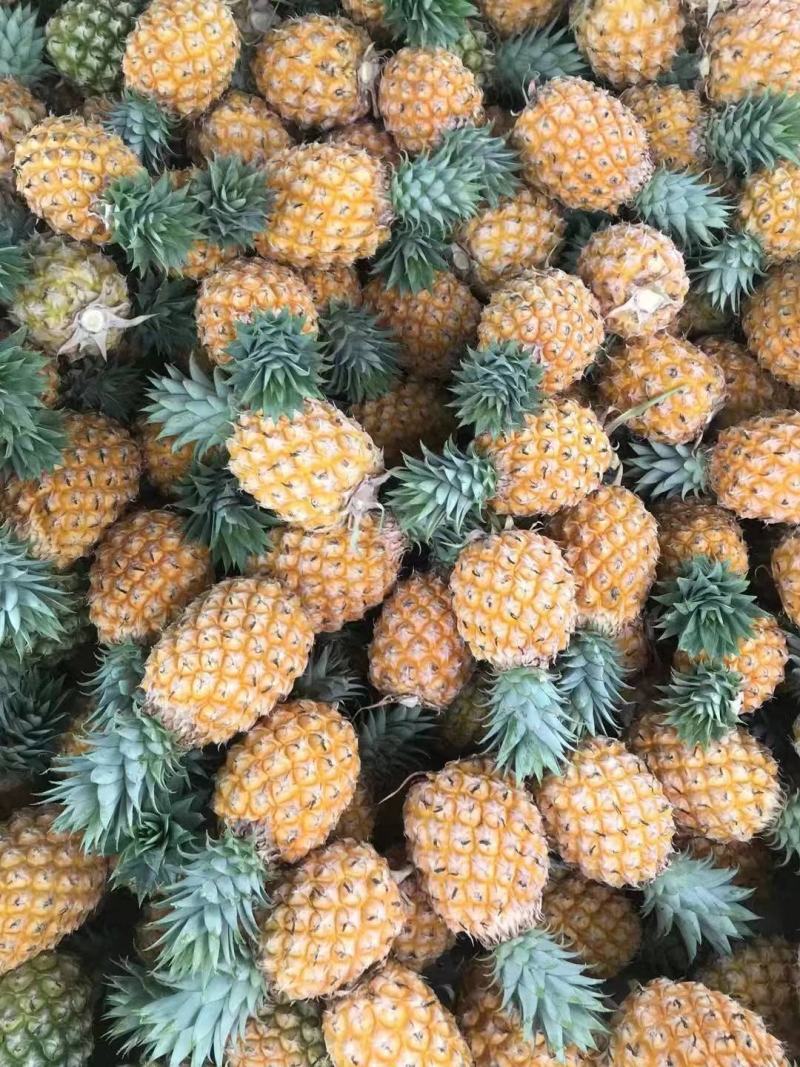 牛奶凤梨电商果
