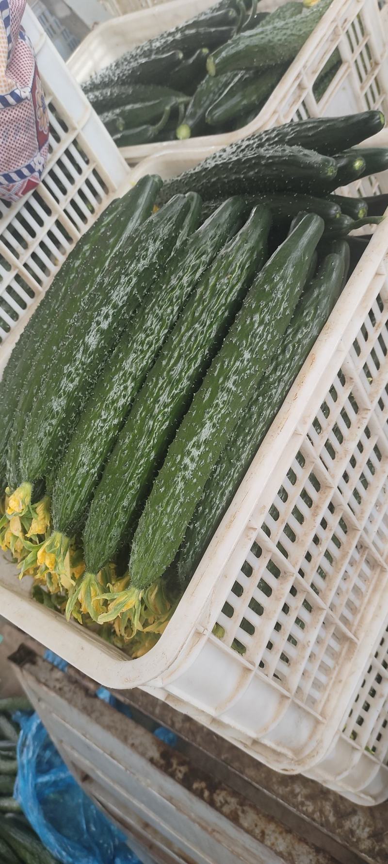 【黄瓜】聊城密刺黄瓜低价供应全国各大市场电商商超