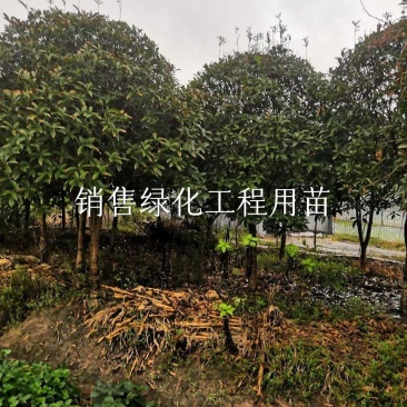 金桂